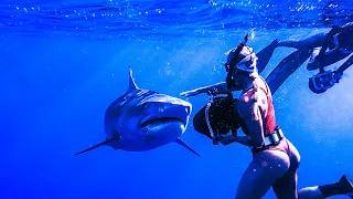 SCUBA Diving Egypt Red Sea - Underwater Video, 4k ultra hd