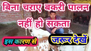 क्या बिना चराए बकरी पालन नहीं हो सकता ?? stall feeding bakri palan