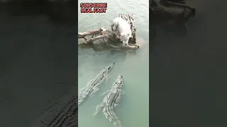 crocodile attack dog #shortsvideo #youtubeshorts #trending #viralshort #viral #animals #monkey