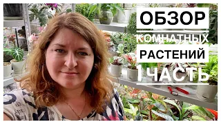 Будни цветовода | Обзор комнатных растений на стеллаже | 1 часть | 10.09.2022г.