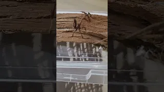 Karmienie modliszki Phyllocrania paradoxa. feeding mantis