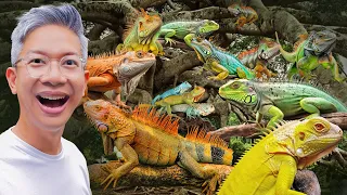 ADA RATUSAN IGUANA DI TEMPAT INI!!