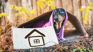 Can't Find My Home! Cute & funny dachshund dog video!