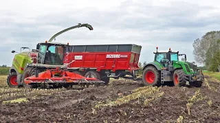 Mais Silage In Some Mud 2023 | Claas Jaguar 940 + Xerion + Fendt + John Deere | Verhoef