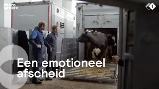 Boer Frans brengt met pijn in z'n hart zijn koeien naar de slacht | Onze boerderij