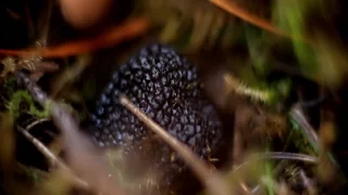 Поиск черного трюфеля под Геленджиком, www.grib.tv
