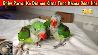 Baby Parrot ko Din me Kitna Time Khana Dena Chahiye? Food Timetable for Baby Parrot