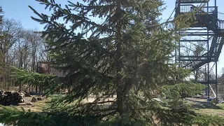 How to propagate cuttings from a Colorado blue spruce.