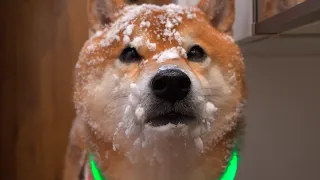Shiba Inu returns home as a different person due to heavy snow.