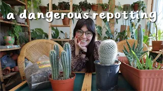 very chatty repotting!! repot CACTI with me 🌵