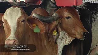 Ganaderia de leche especializada San Vicente del Caguán Caquetá gyr gyrolando