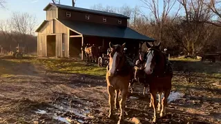 The Ainsworth’s talk about meeting YouTube viewers and work three teams of draft horses.