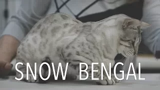 A Snow Bengal at a TICA Cat Show