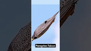 😱peregrine falcon😱 very dangerous_ _ /#youtubeshorts _ _ /#shorts.