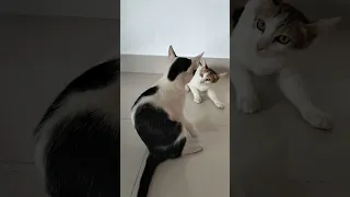 Meowing Cat Fight cute little compilation videos clips comedy 4K #funny #reels #viral