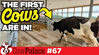 The FIRST cows are IN!! | Building Our Cow Palace - Ep67