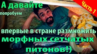 Получение кладки яиц от самой большой змеи в мире! Разведение сетчатых питонов, часть 1