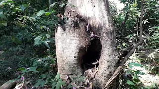 Olha o que encontramos nesse oco de árvore #natureza