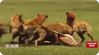 Most Horrible Hyenas Eating Animals Alive   Wildebeest, Zebra, Impala   YouTube