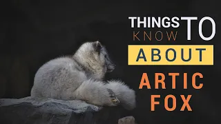 Arctic Fox | English Facts