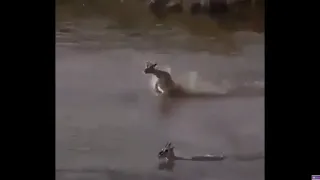 A Mothers Love for baby Deer