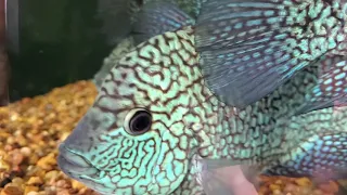 Blue Texas (H. Carpintis] cichlid growouts in natural light - 1/13/21