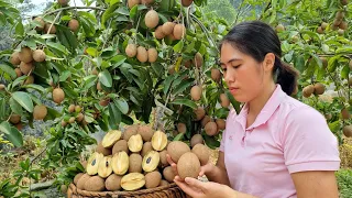 120 Days Harvest Sapodilla, Agricultural Products Go to Market sell | Gardening-Farming-Animal Care