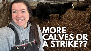 More calves or a strike? | Calving Season 2024 Vlog | Day in the life of a 27 year old farmer