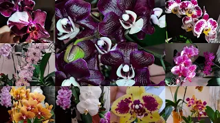 Колосятся!!! Обзор цветущих орхидей на лоджии, окнах 06.2021г Sogo Yukidian,  Morelia, Клеопатра