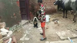 भैंस के पास लंगूर आया😱langur video/bandar mama pahan pajama