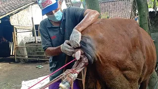 Assisting Difficult Labor in Cow