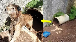 Chained and forced to live in a drum in the heat, the dog desperately asked for help