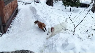 Alice the fox. White pretended that he did not take the fox's supplies, but this did not help.