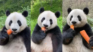 ASMR Panda Eating Carrots Compilation | Douyin