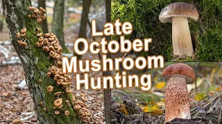 Mushroom Hunting - Late October 2022 - Wild Mushrooms | King bolete | Cep | Boletus edulis | Porcini