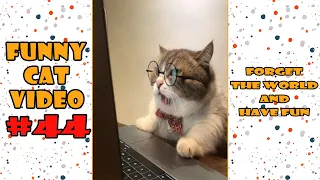 funny cat video Compilation #44 | cute cat videos | cat videos