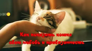 Как показать кошке свою любовь и привязанность How to show your cat your love and affection