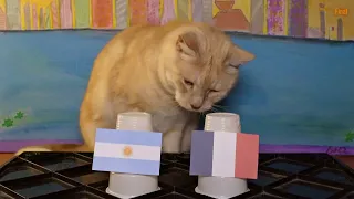 Argentina Vs France - Animals World Cup 2022 Final Prediction