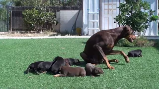CUTEST PETS 2018 Doberman mom keeping dad away from the pups