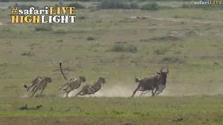 Five male cheetah race to the sound of the dinner bell