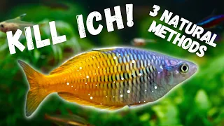 4 SIMPLE METHODS TO KILL ICH ON YOUR FISH!