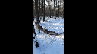 We saved a buck entangled with a dead buck's antlers