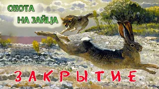 Закрытие охоты на зайца-русака