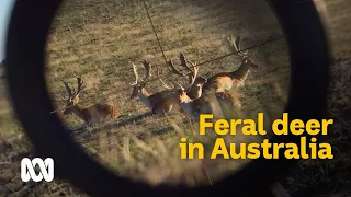 The complex conundrum of wild deer in Australia 🦌 | Meet the Ferals Ep 3 | ABC Australia