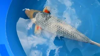 Modern Koi Blog #3646 -  Makoto bewertet seine in Deutschland großgewordenen Koi Asagi, 80cm