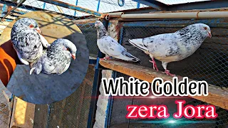 White Golden Red Eyes Zera Pigeon's Pair Ka Shok || Nasir Pigeons Official