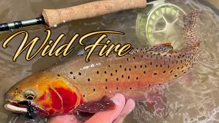 Fly Fishing Colorado for HIGH ALPINE Cutthroat Trout ''WILD FIRE''