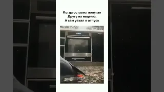 когда оставил попугая другу на неделю, а сам уехал в отпуск😂