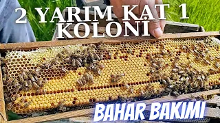 BAHAR BAKIMI/İKİ YARIM KAT BİR KOLONİ/ YA BÖLME YADA BAL!