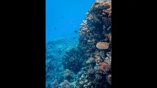 Tiny Fishes Swimming | Sea Animals | #Shorts